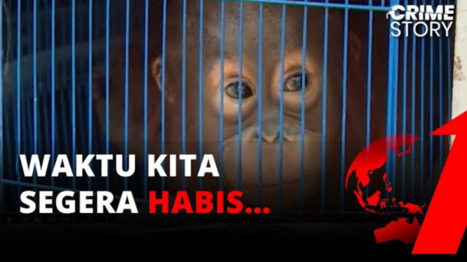 Populasi orangutan makin kritis dan kian terancam punah  