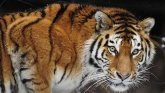 Seekor Harimau Serang Penjaga Kebun Binatang Hingga Tewas