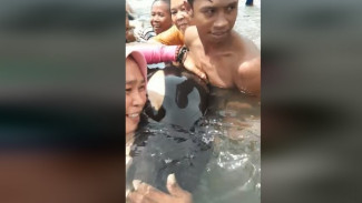 Paus Pembunuh Terdampar Dikira Lumba-lumba, Warga Heboh Selfie