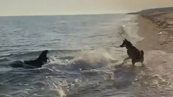 Anjing dan lumba-lumba.