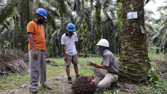 Begini Dampak Pandemi Covid-19 Bagi Industri Sawit Nasional