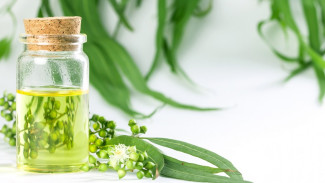 Minyak Esensial dari Eucalyptus Mampu Cegah Virus Corona