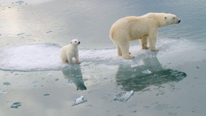 Es laut di Arktika menurun dari ketebalan maupun luasan.-KATHARINA M MILLER


