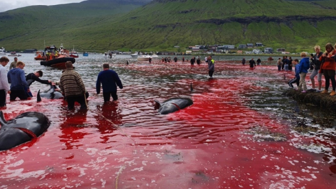 Laut berubah merah di Kepulauan Faroe saat pembantaian paus dan lumba-lumba