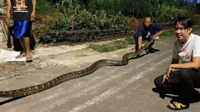 Ular piton 7 meter ditemukan warga Di Meruya Utara