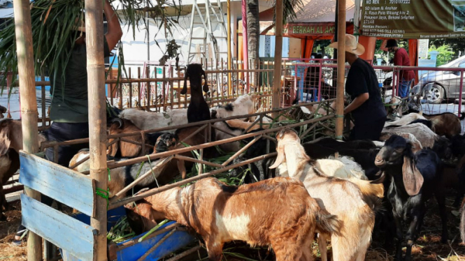 Penjual hewan qurban di Bekasi
