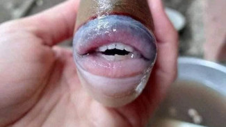 Heboh Nelayan Tangkap Ikan Bergigi Manusia Jadi Viral