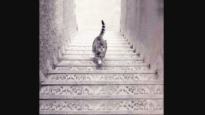 Kucing berjalan di tangga.
