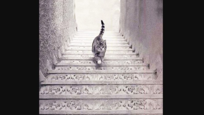 Kucing berjalan di tangga.