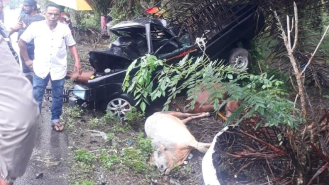  Kecelakaan di Aceh Jaya, tiga hewan kurban mati. 