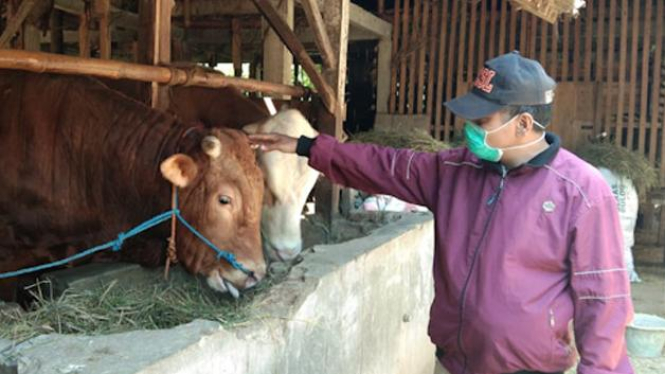 Seorang salon pembeli sedang memeriksa sapi jenis Limousin yang dijual Irma.