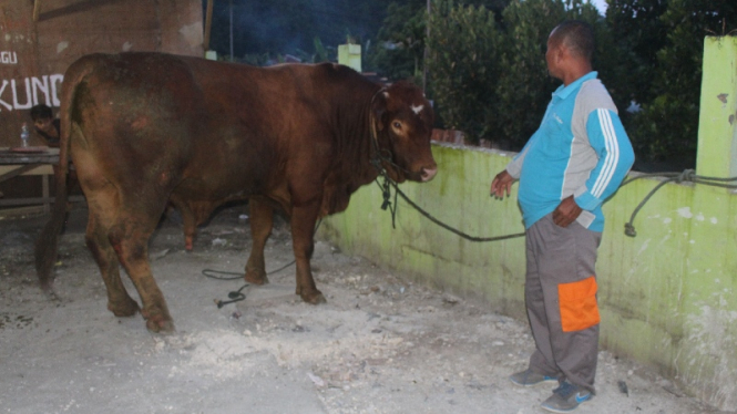 Sapi kurban Presiden Jokowi