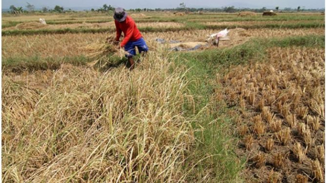 Produksi beras saat musim kemarau selalu menurun drastis.