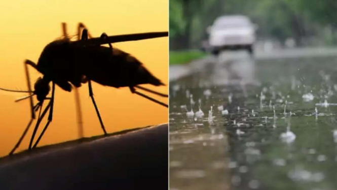 Nyamuk dan musim hujan