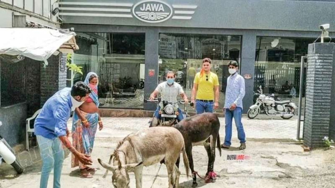 Pemilik motor Jawa mendatangi diler dengan membawa dua ekor Keledai