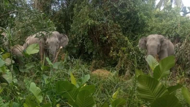 Segerombolan gajah masuk ke perkebunan penduduk.