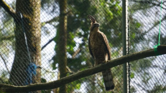 Terancam Punah, Seekor Elang Jawa Telah Lahir