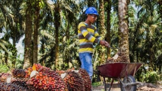 Topaz, Budidaya Kelapa Sawit Berkelanjutan yang Menjanjikan