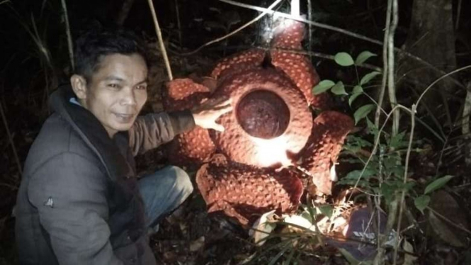 Enam Bunga Raflesia ditemukan di Hutan Belantara Kalimantan Barat.