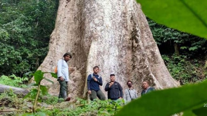 Pohon raksasa ditemukan di hutan Agam, Sumatera Barat.