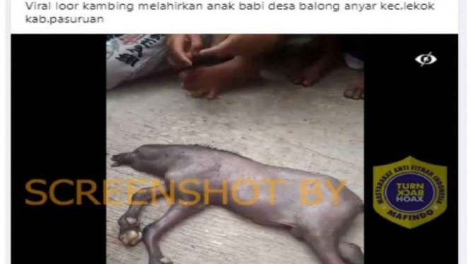 Hoax kambing melahirkan babi