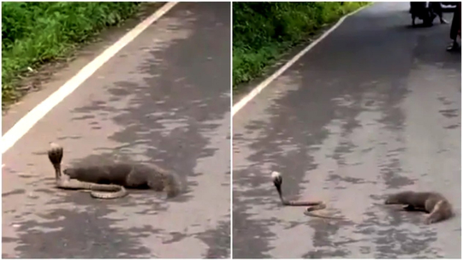 Pertarungan sengit ular kobra melawan luwak