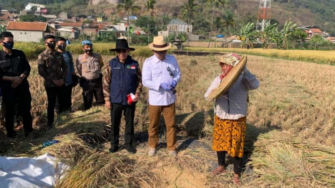 Gubernur Jawa Barat Ridwan Kamil dalam panen raya padi di Kota Cimahi, Kamis, 27 Agustus 2020.