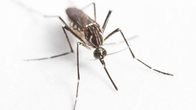Demam berdarah (dengue) adalah penyakit yang paling mudah menyebar karena gigitan nyamuk di seluruh dunia.