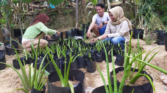 Menanam lidah buaya | Foto dok. PLB (Proyek Lidah Buaya)