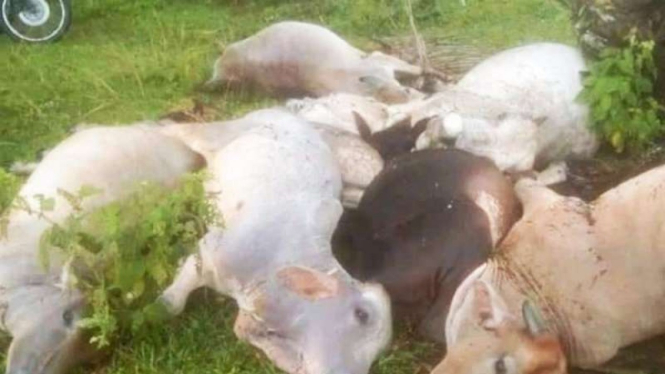 Sapi-sapi di Simalungun mati mendadak tersambar petir