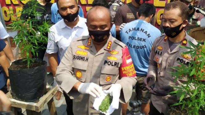 Polisi memperlihatkan tiga pemuda tersangka penanam dan penjual ganja beserta sejumlah barang bukti pohon-pohon ganjanya di Kota Tangerang, Banten, Senin, 31 Agustus 2020.
