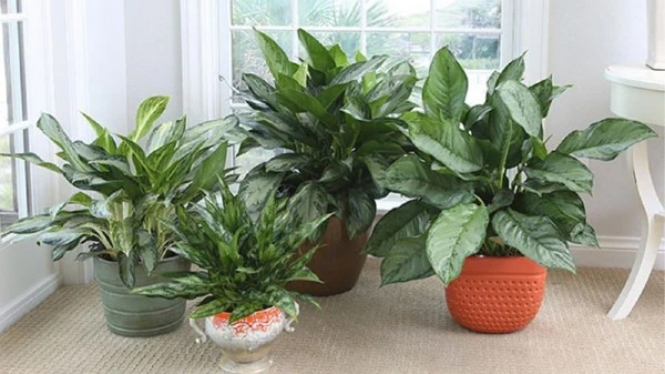 Aglaonema Bidadara, termahal