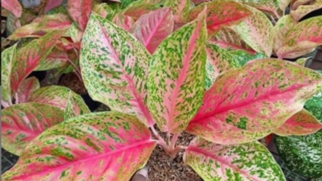 Aglonema atau Aglaonema