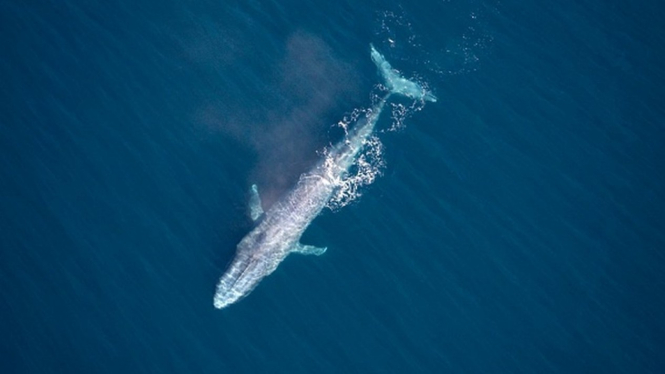 Penampakan paus biru disebut ` sangat langka` (foto dokumentasi).-Getty Images

