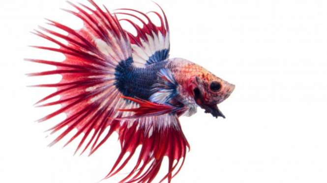5 Jenis  Ikan Cupang  Tercantik di Dunia Salah Satunya Lahir 