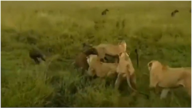 Singa betina bertarung sengit dengan sekawanan hyena.