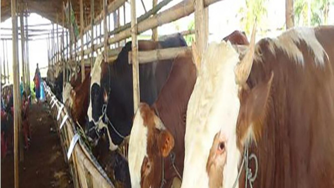 Pemberian pakan pada hewan ternak sapi (sumber: ePetani.com)