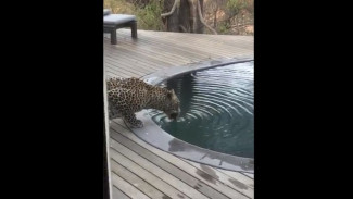 Ngeri, Detik-detik Macan Tutul Santai di Resort Mewah
