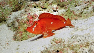 Heboh Ikan Berjalan Menampakkan Diri