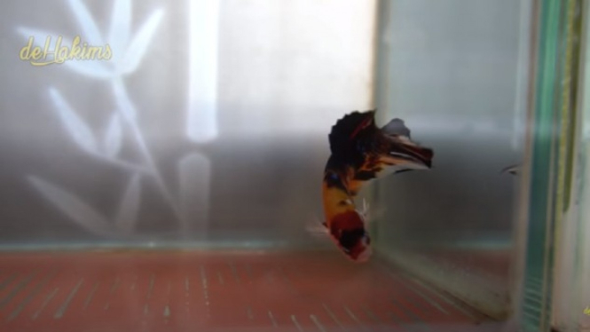 Menakjubkan Pria Ini Pelihara 19 Ribu Ember Ikan  Cupang 
