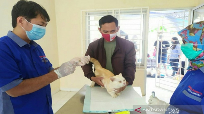 Hewan peliharaan perlu vaksin rabies (Antara)
