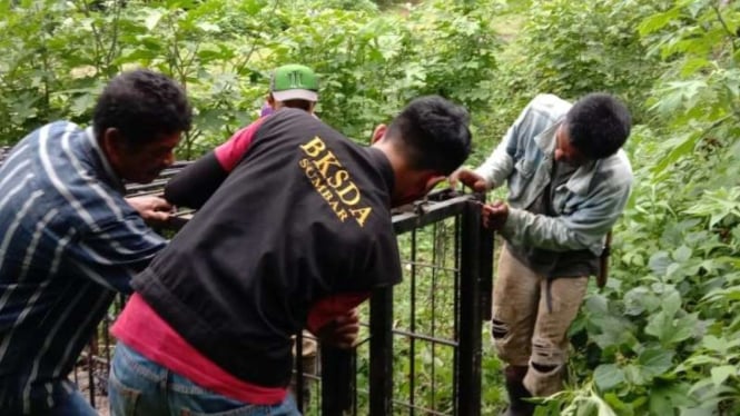 Harimau di Agam turun gunung ke permukiman, BKSD turun tangan