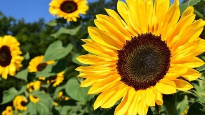 Cara Memanfaatkan Bunga Matahari untuk Obat Asam Urat Alami