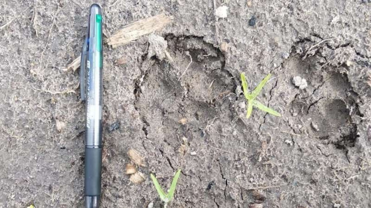 Jejak Kucing Besar Bikin Gempar Warga Bengkalis Riau