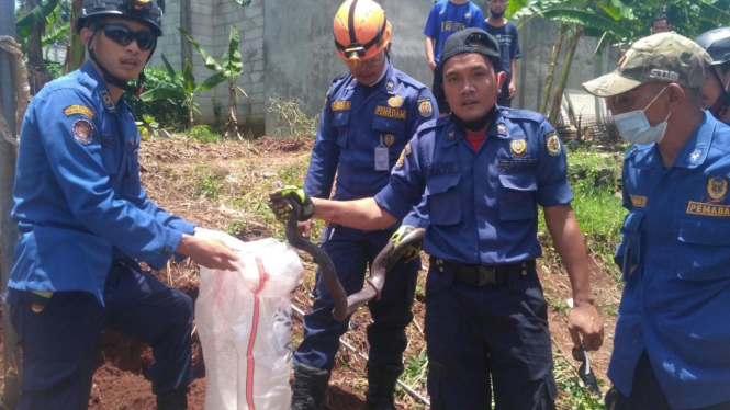 Ular kobra 2 meter ditemukan di permukiman warga di Depok
