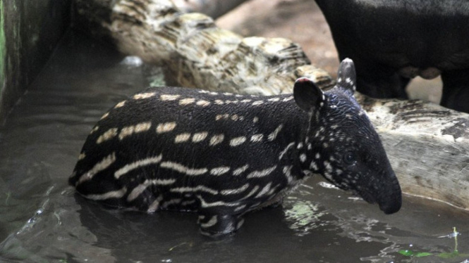 anak tapir di taman rimba jambi (antara)