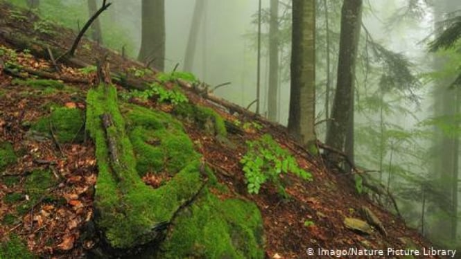 Hutan Purba di Rumania.