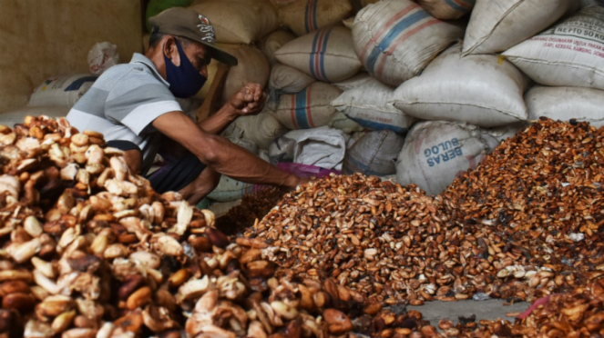 Petani memilah biji kakao 