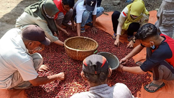 Kelompok Tani Kopi Rejo di Keluruhan Gombengsari, Banyuwangi.