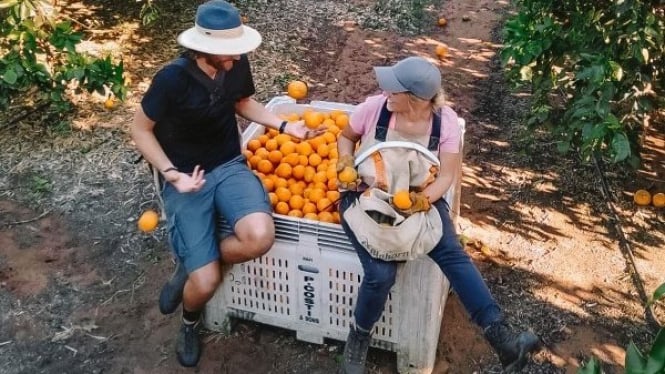 Kalangan petani Australia mendesak pemerintah untuk memperbolehkan para pekerja backpacker datang kembali di musim panen akhir tahun ini.